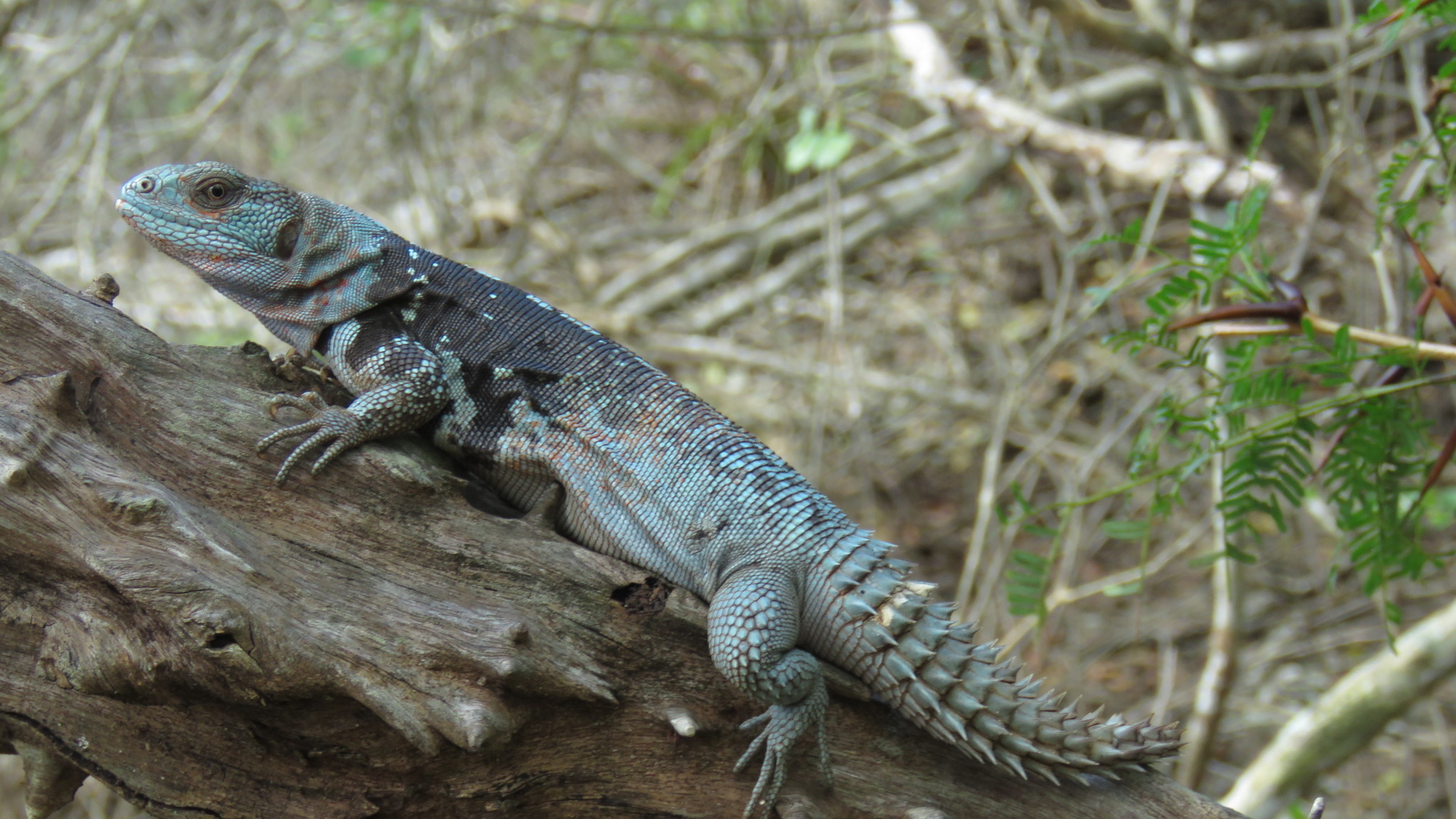 Iguana de cola espinosa, de las especies más amenazadas de la península yucateca